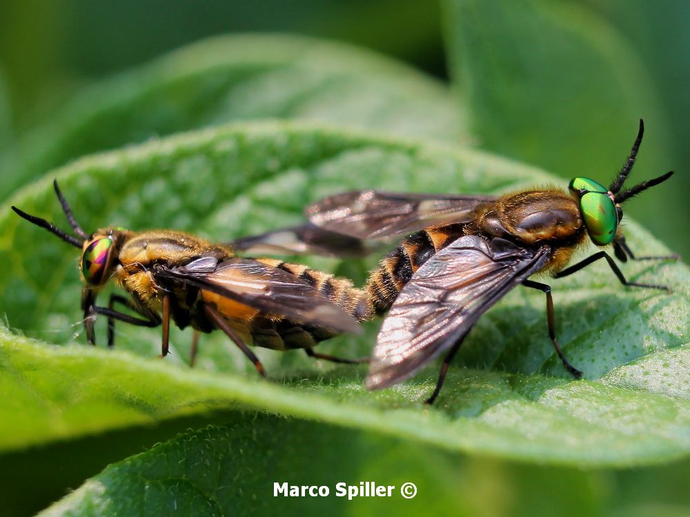 Chrysops relictus in copula